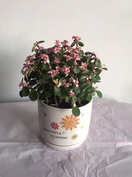 东莞莞城花店#鲜花绿植批发#绿植养护#植物租摆