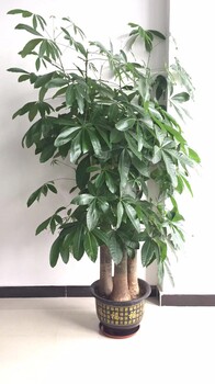 东莞大朗写字楼植物养护,办公室绿植出租-植物租赁价格