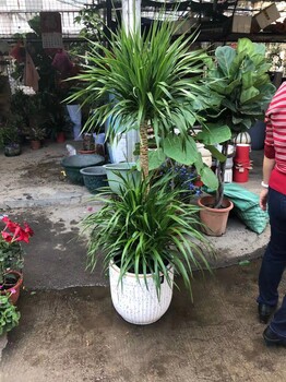 東莞常平市政綠植養(yǎng)護植物租擺,匯安綠植租賃