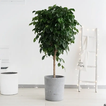 東莞綠植造景,市政綠植養(yǎng)護(hù),花壇設(shè)計(jì),植物租擺