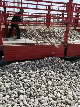 海南共和縣大型鵝卵石草坪點綴廠家批發(fā)