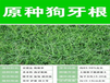 湖南狗牙根銷售
