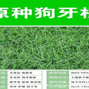 廣西狗牙根種子銷售處