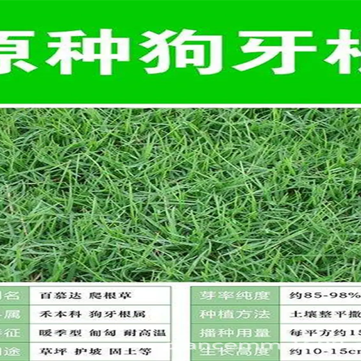 貴州狗牙根草坪籽報價