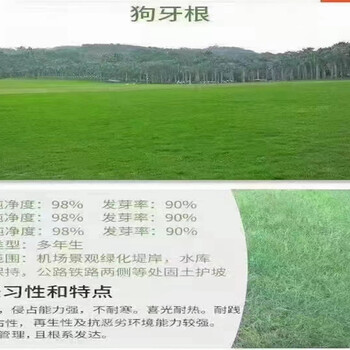 甘肅狗牙根草坪籽銷售處