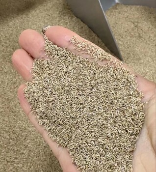 甘肅狗牙根草坪籽銷售處