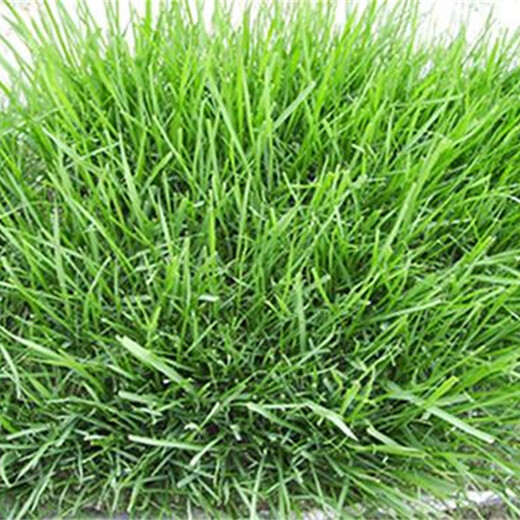 江蘇高羊茅圖片報(bào)價(jià)