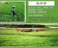 重庆高羊茅种子动态