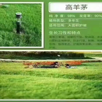 陕西高羊茅草坪种子供应商
