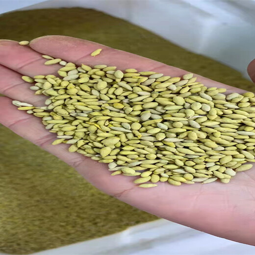 河北高羊茅種子下午茶