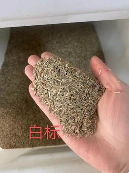 上海高羊茅草籽供应商