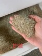 贵州高羊茅种子资讯图片
