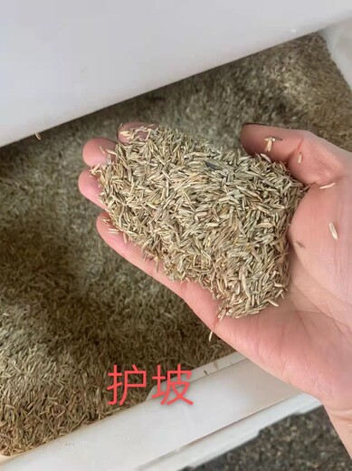 云南高羊茅种子动态