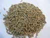 虹口黑麥草草坪籽聯(lián)系人