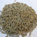 豐都黑麥草草籽銷售處