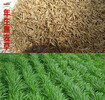 忻州黑麦草草坪种子哪里便宜
