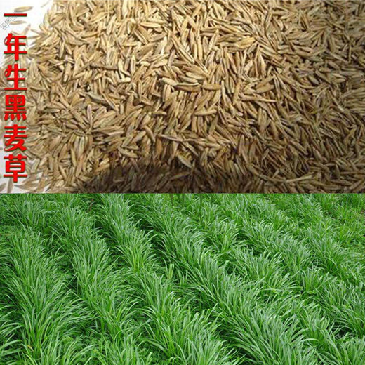 鞍山黑麥草種子送貨上門