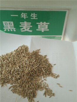 朔州黑麥草草籽哪里有賣