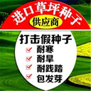 福州黑麥草草坪籽價格