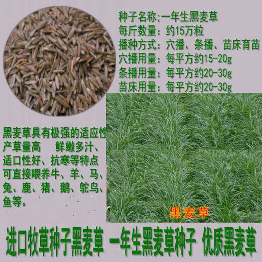潮州黑麥草草籽報價參考