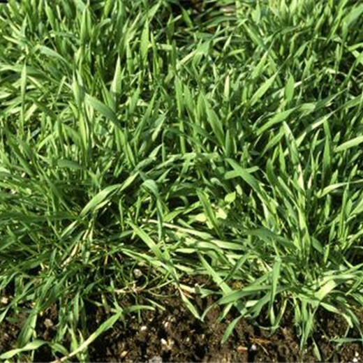 綿陽(yáng)黑麥草草籽包發(fā)芽