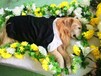 台州哪里可以火化宠物,台州正规宠物殡葬公司