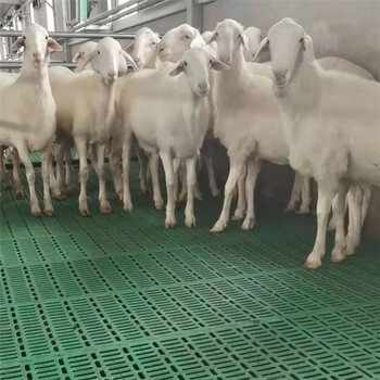 塑料羊舍漏糞板塑料網(wǎng)羊床羊圈用塑料墊板