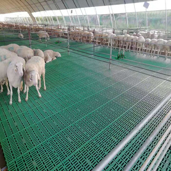 羊圈塑料粪板1米长60公分宽大型羊厂漏粪垫板塑料漏粪板安装