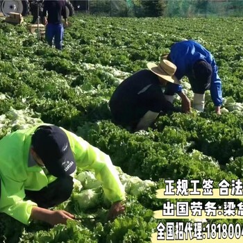 山西忻州新西兰出国劳务费用紧急大招长白班包食宿