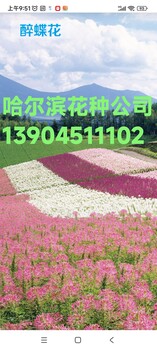 黑心菊_哈尔滨花种批发经销