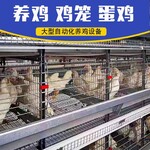 卓格蛋鸡笼大型鸡舍自动化养殖养鸡捡蛋集蛋设备育雏鸡笼生产安装
