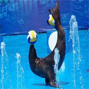 企鵝展覽出租海獅表演租賃出租海洋動物展
