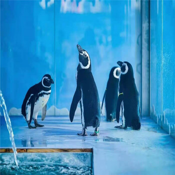 海洋生物展租赁观赏玻璃鱼缸展出售企鹅展览