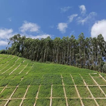 掛網(wǎng)客土噴播植草