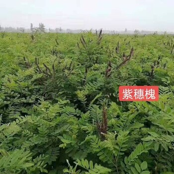 紫穗槐灌木種子荒山綠化樹種高蛋白飼草“綠肥”渾身是寶
