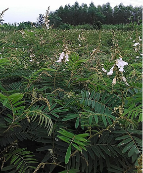 礦山采石場(chǎng)復(fù)綠植物品種如何選擇呢