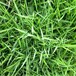 廣西南寧多年生黑麥草種草坪草籽綠化草種