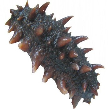 海參進(jìn)口清關(guān)，就找報(bào)關(guān)行