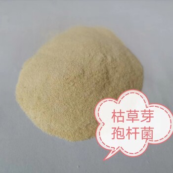 了解枯草芽孢桿菌的好處和用途