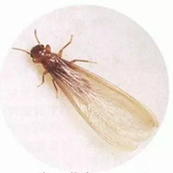 廣州除白蟻多少錢，滅白蟻收費標(biāo)準(zhǔn)，殺白蟻