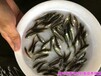 广东中山淡水鲈鱼苗批发广东梅州加州鲈鱼苗出售