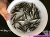 广西桂林淡水鲈鱼苗批发广西防城港加州鲈鱼苗出售