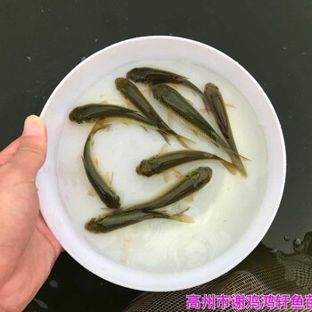 广东惠州长江鲩鱼苗批发广东茂名草鱼苗出售