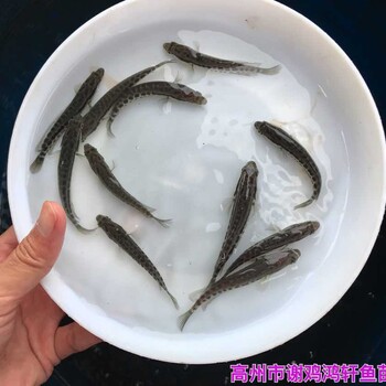 江西萍乡珍珠花斑鱼苗批发江西新余淡水石斑鱼苗出售