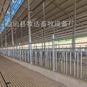 現(xiàn)代化奶牛場牛頸枷廠家肉牛場牛頸夾配件定制