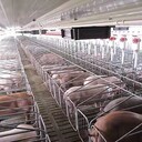 养殖场母猪限位栏及限位栏的优点