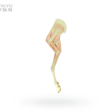 洪宇医教羊前肢肌肉解剖塑化标本图片