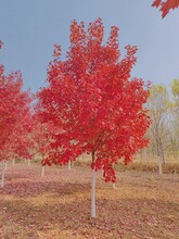去哪買美國紅楓？來江蘇邳州找綠源康園林圖片