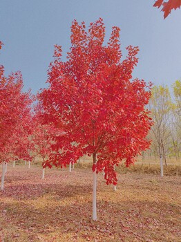 去哪買銀杏樹(shù)哪有美國(guó)紅楓哪有櫻花來(lái)我們這買櫸樹(shù)吧