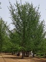 現(xiàn)在的綠化工地在哪買銀杏樹呢？在這里，省時省心，誠信